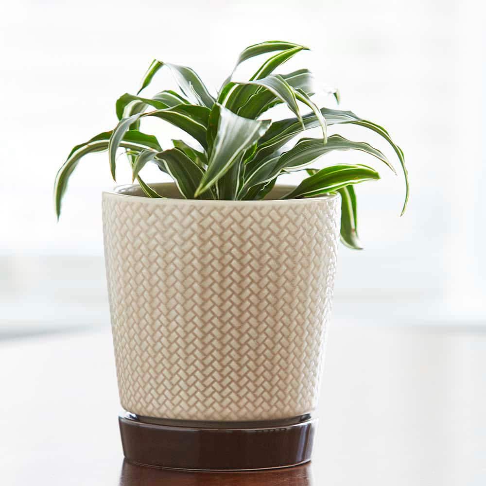 Light Brown and Dark Base Ceramic Pot Planter