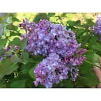4.5 in. Quart Scentara Double Blue Lilac (Syringa) Live Shrub with Purple-Blue Flowers