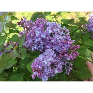4.5 in. Quart Scentara Double Blue Lilac (Syringa) Live Shrub with Purple-Blue Flowers