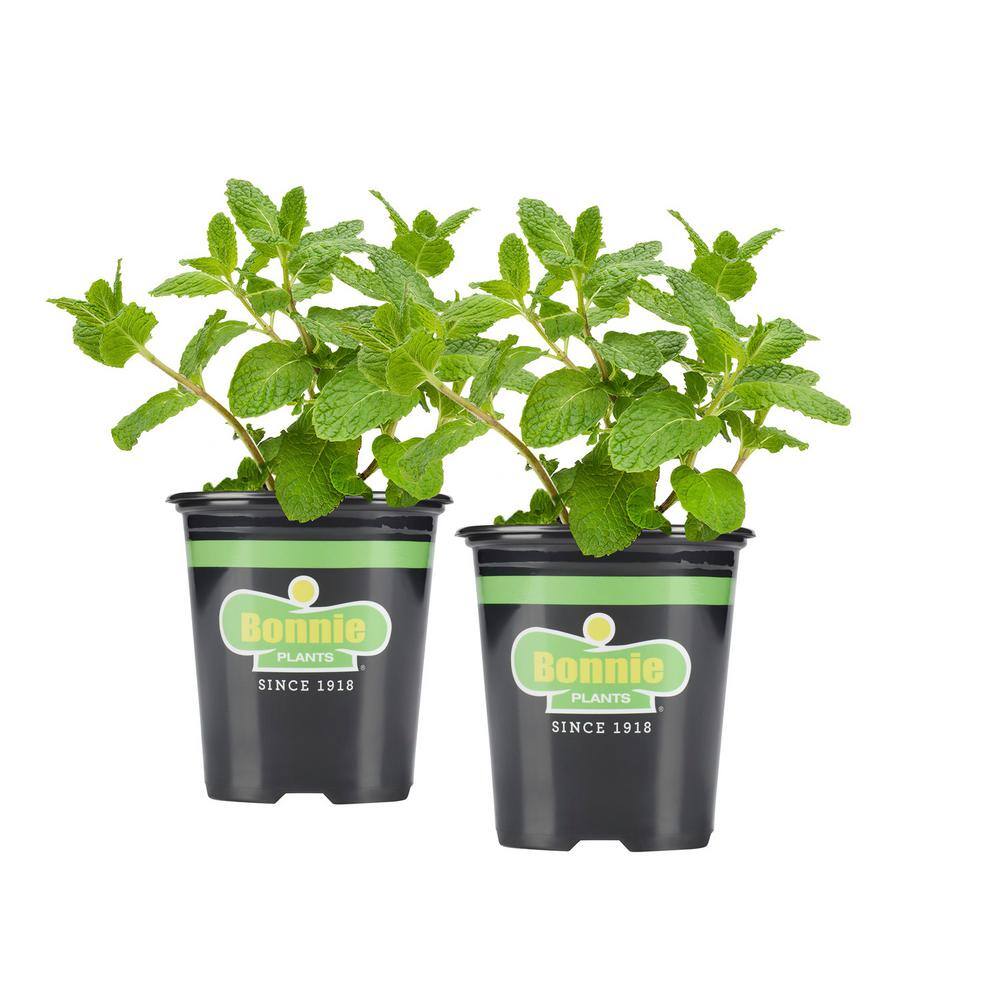 Bonnie Plants 19.3 oz. Sweet Mint Plant 2Pack2P5104