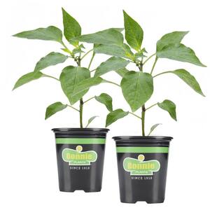19 oz. Red Ghost Super Hot Pepper Plant (2-Pack)