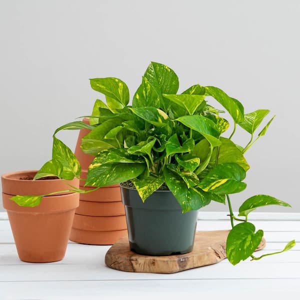 Spring Hill Nurseries 4 in. Pot Golden Variegated Pothos Live Potted Indoor Tropical Housplant