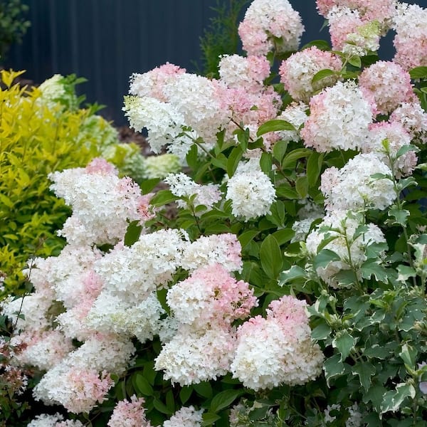 national PLANT NETWORK 2.5 qt. Hydrangea Phantom Flowering Shrub with White Blooms