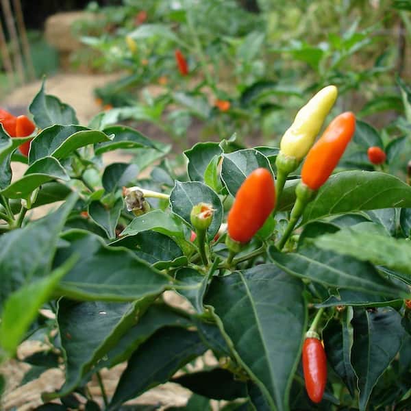 tobacco pepper plant Bonnie Plants 19 oz. Tobasco Hot Pepper Plant 1003800769