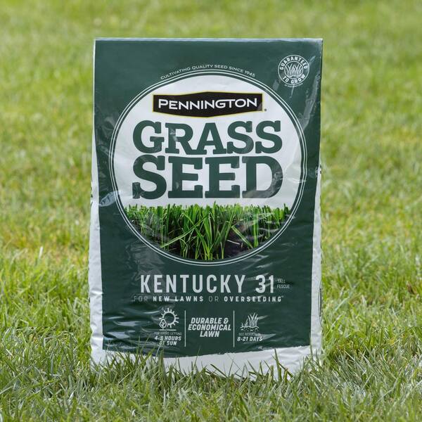 Pennington 5 Lbs Kentucky 31 Tall Fescue Penkoted Grass Seed