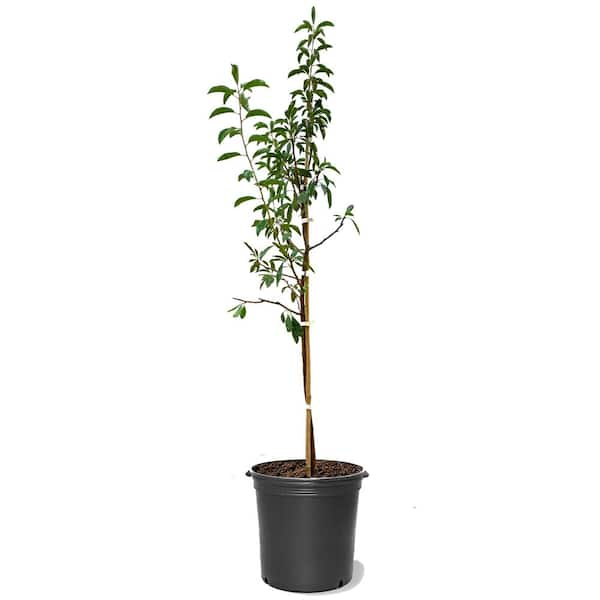 Unbranded 5 Gal. Scarlet Beauty Plum Tree