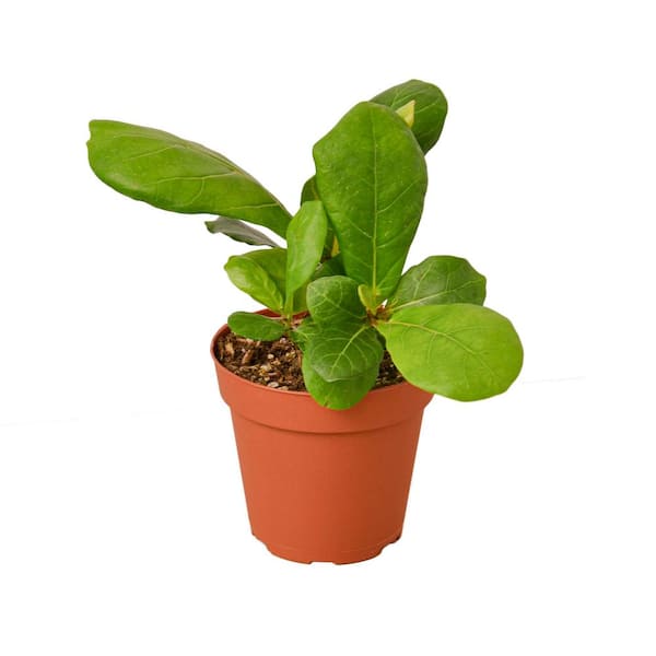 PPC INTERNATIONAL LLC Fiddle Leaf Fig (Ficus Lyrata) Plant in 4 in. Grower Pot