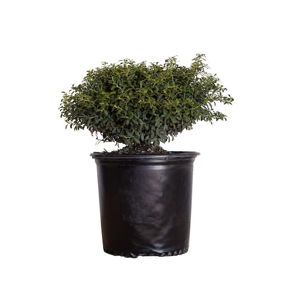 FLOWERWOOD 2.5 Gal. Ilex Crenata Japanese Holly Soft Touch Shrub