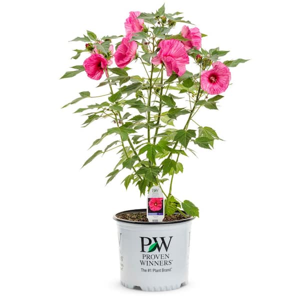 2 Gal. Summerific Evening Rose Rose Mallow (Hibiscus Hybrid) Live Perennial Plant with Pink Flowers