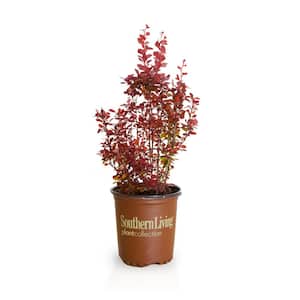 2.5 Qt. Orange Rocket Barberry, Live Deciduous Plant, Coral to Ruby Red Foliage