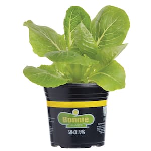 1.19 qt. Green Romaine Lettuce Plant (6-Pack)