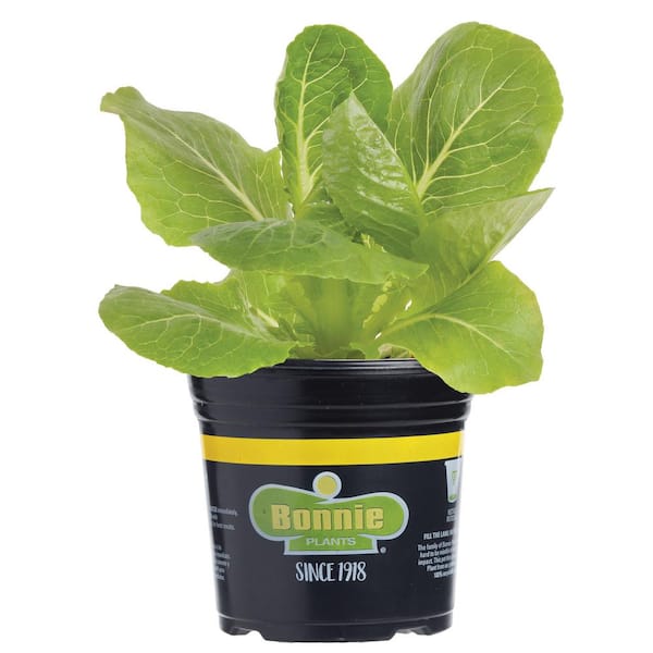 Bonnie Plants 1.19 qt. Green Romaine Lettuce Plant (6-Pack)