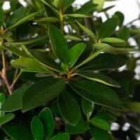 SOUTHERN LIVING 3 Gal. Bigfoot Cleyera - Live Fast Growing Evergreen Shrub, Glossy Foliage 55073