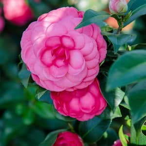 2.5 qt. Early Wonder Camellia Shrub with Formal Pink Double Blooms