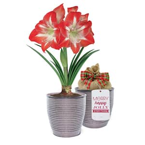 26/28cm, Holiday Minerva Amaryllis Bulb Gift Kit with 6 in. Decorative Planter