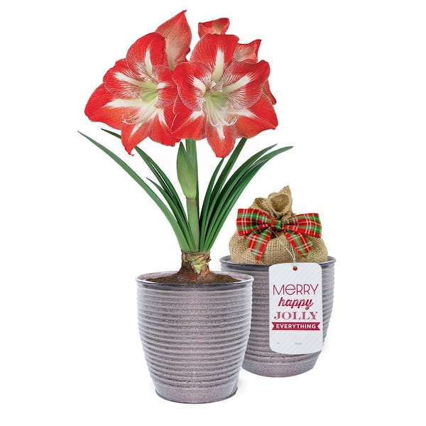 Garden State Bulb 26/28cm, Holiday Minerva Amaryllis Bulb Gift Kit with 6 in. Decorative Planter