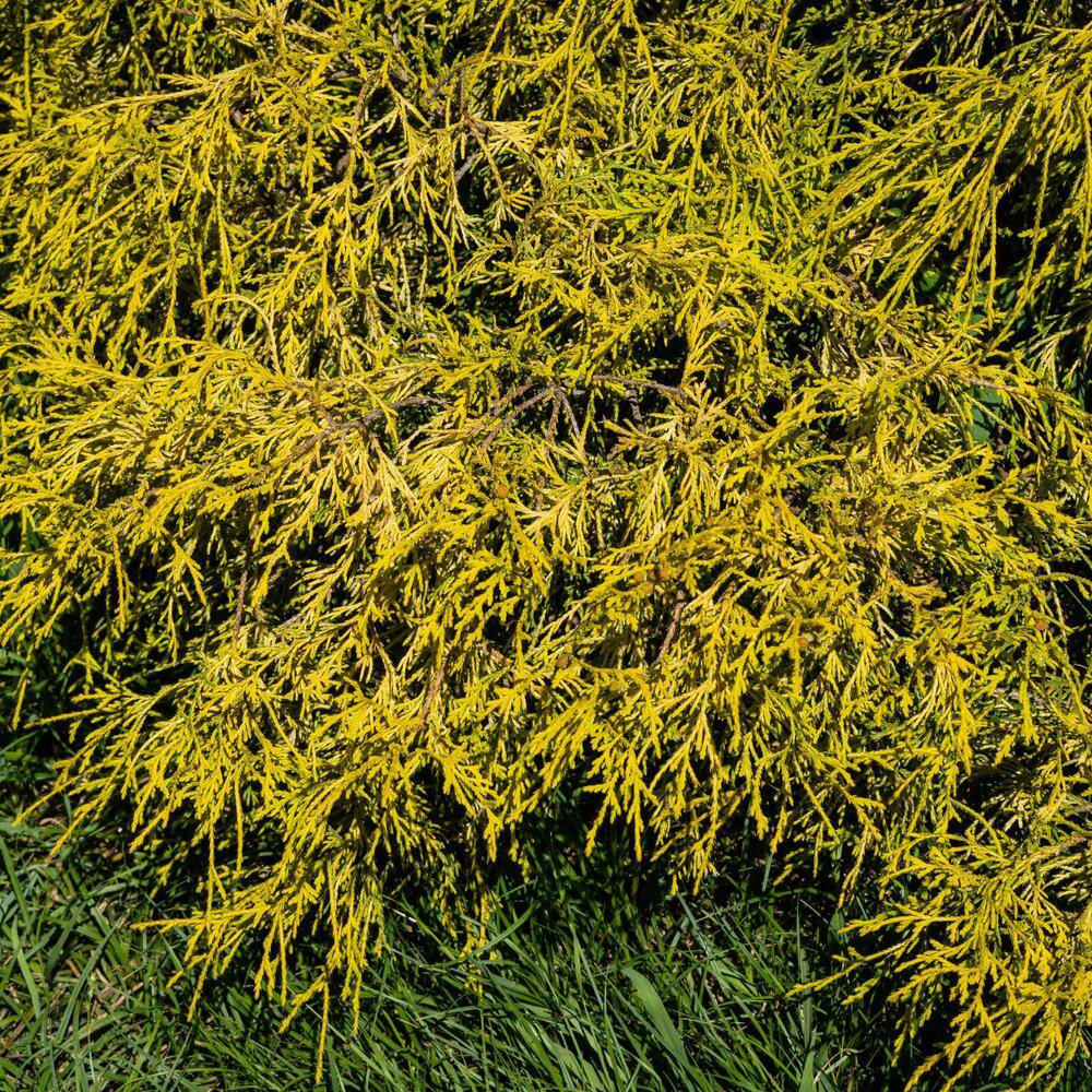 Gold Mop Cypress Evergreen Shrub in #1 Container