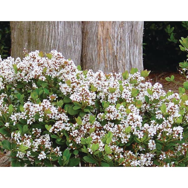 SOUTHERN LIVING 2 Gal. Spring Sonata Indian Hawthorn (Raphiolepis