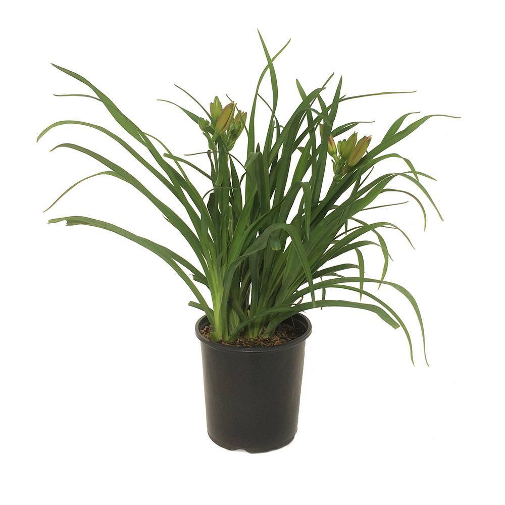 Daylily (Hemerocallis) Rosy Returns