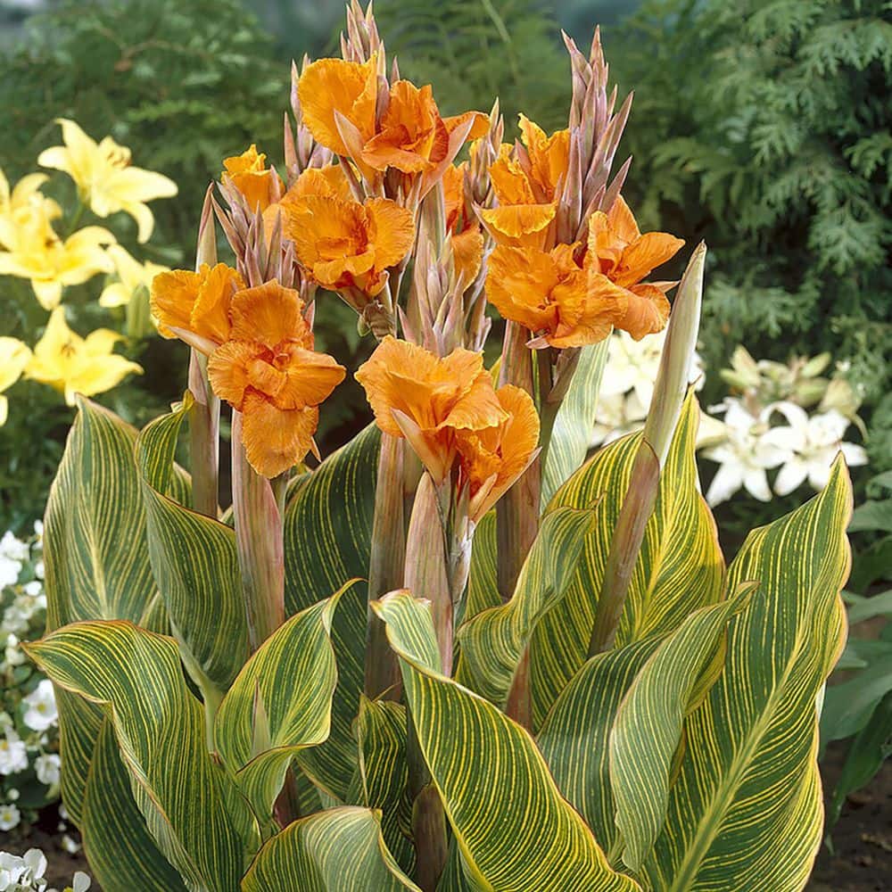 VAN ZYVERDEN Giant Cannas Striata (Set of 3 Bulbs) 84523 - The