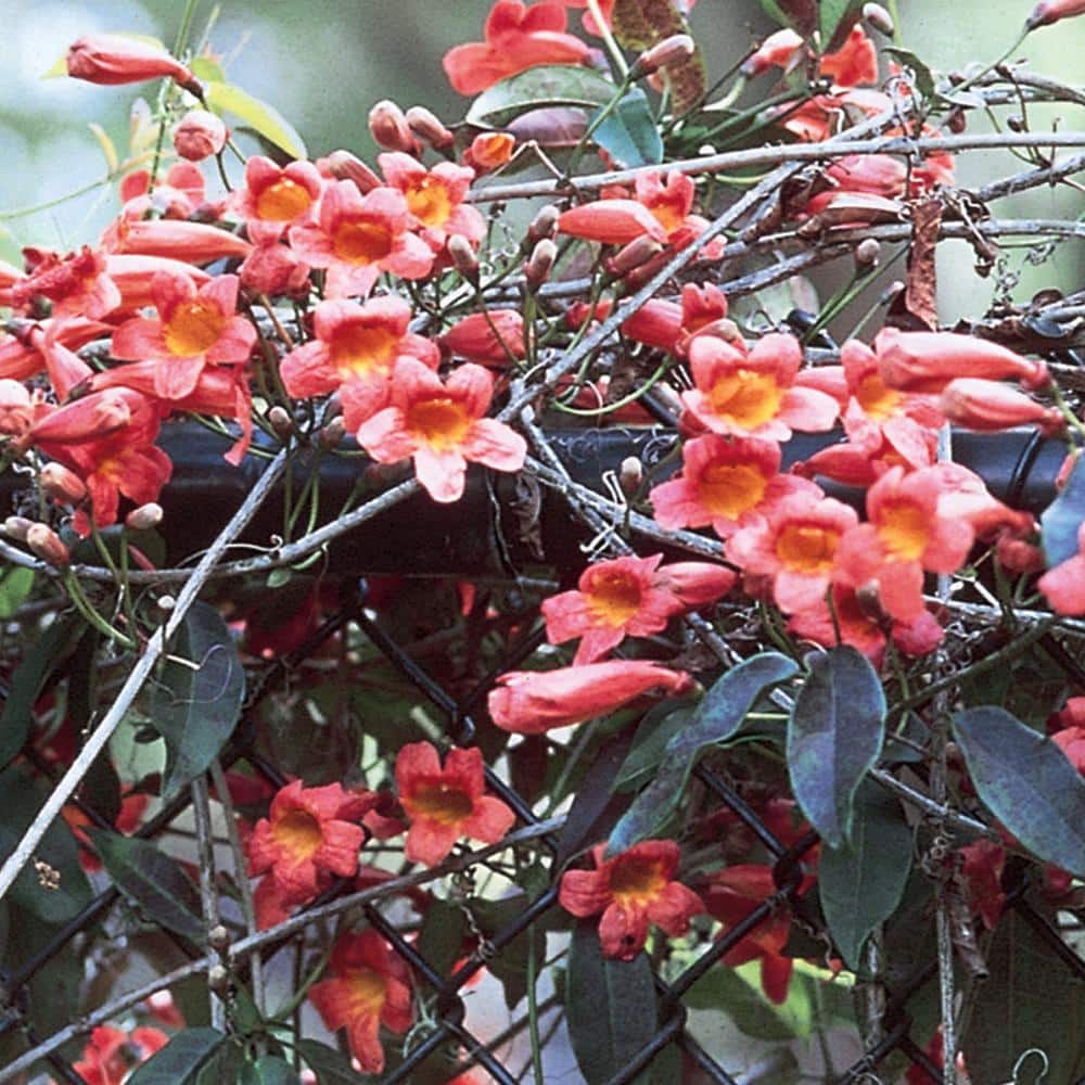 ALTMAN PLANTS 3.25 Qt. Cross Vine Shrub 1003152435 - The Home Depot