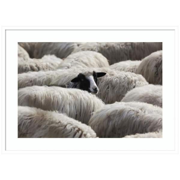 Amanti Art "The Sheeps Gaze" by Massimo Della Latta 1-Piece Wood Framed Color Animal Photography Wall Art 30 in. x 41 in.