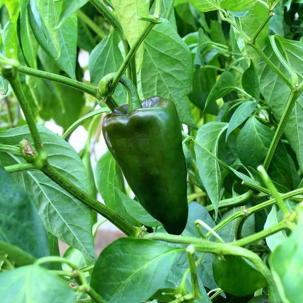 national PLANT NETWORK 2.5 in. Chile Pepper Poblano Plant 3-Piece