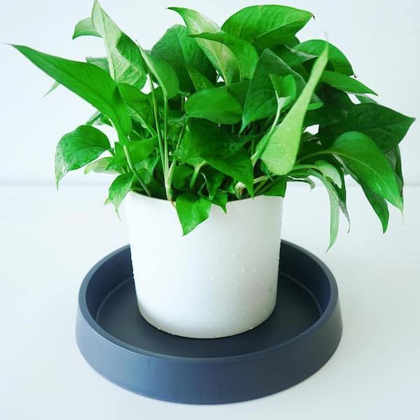 Plant Saucer Tray for Ceramic Plastic Pots, 12 in. Plant Saucers for  Indoors, Pot Saucers Trays for Pots Base-Dark Blue Jkzzc00436 - The Home  Depot