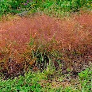 2.50 Qt. Pot, Purple Love Ornamental Grass (Eragrostis) Potted Perennial Plant (1-Pack)