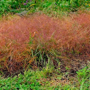 Purple Love Grass (Eragrostis), 2.50 qt. Live perennial plant Grown in a Pot (1-pack)