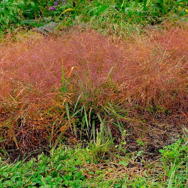 Spring Hill Nurseries Purple Love Grass (Eragrostis), 2.50 qt. Live perennial plant Grown in a Pot (1-pack)