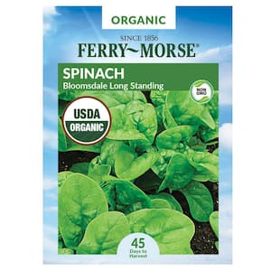 Organic Spinach Bloomsdale Long Standing Vegetable Seed