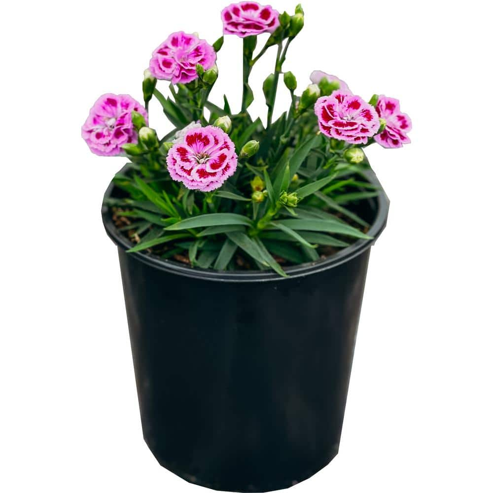 Vigoro 1 Gal. Dianthus Pink Kisses Plant 60085 - The Home Depot