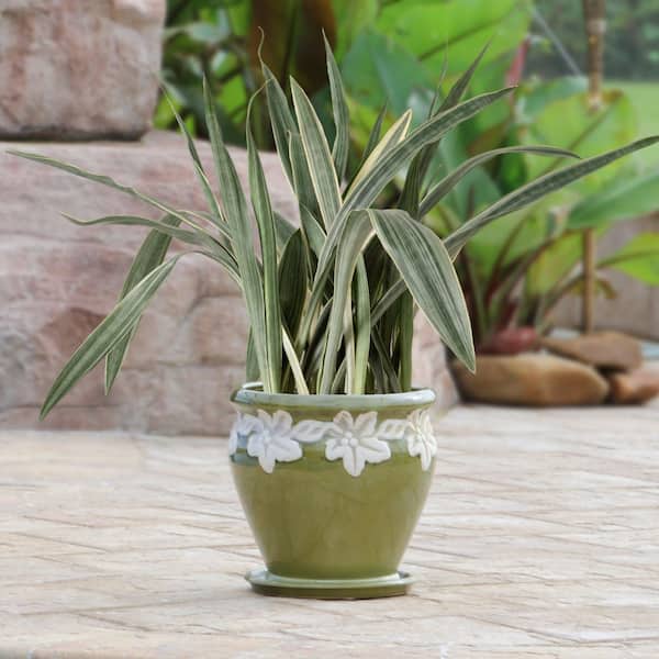 national PLANT NETWORK 6 in. Sansevieria Sayuri Plant in Grower