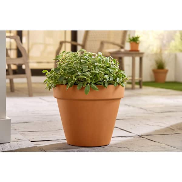 double pot plant Double Philodendron White Princess | Houseplants for Delivery main image 0