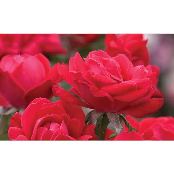 3 Gal. Red Double Knock Out Rose Bush with Red Flowers