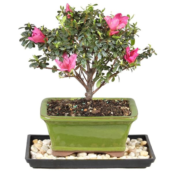 Satsuki Azalea Bonsai Tree Outdoor Plant in Ceramic Bonsai Pot Container, 5-Years Old, 5 to 8 in.