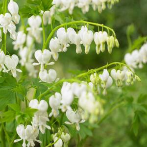Old Fashioned Bleeding Heart (Dicentra) White Flowering Live Bareroot Plant (1-Pack)