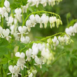 2.50 qt. Pot, Old Fashioned White Flowering Bleeding Heart, Live Potted Deciduous Perennial Plant (1-Pack)