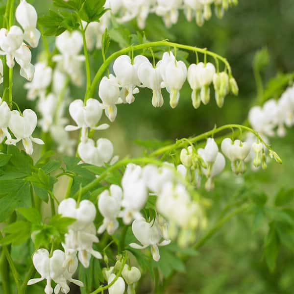Spring Hill Nurseries 2.50 qt. Pot, Old Fashioned White Flowering Bleeding Heart, Live Potted Deciduous Perennial Plant (1-Pack)