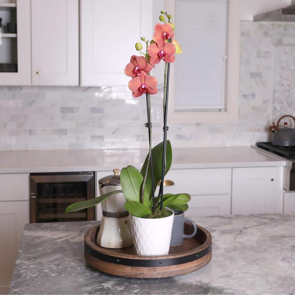 Salmon Orchid in White Ceramic Pot, 30-inch Indoor Plant