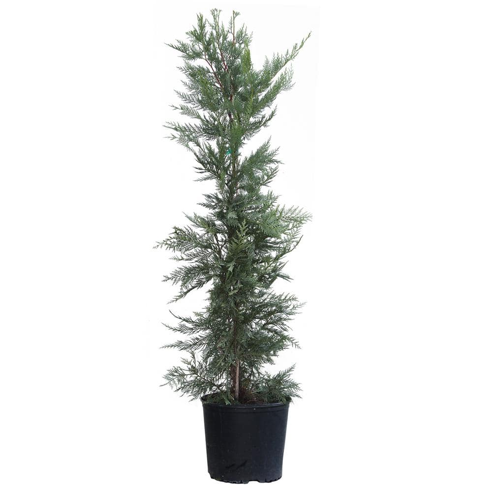 Brighter Blooms 3 Gal. Evergreen Leyland Cypress Trees CYPLEY34 The