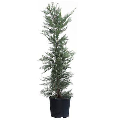 Get Home Depot Evergreen Trees Images