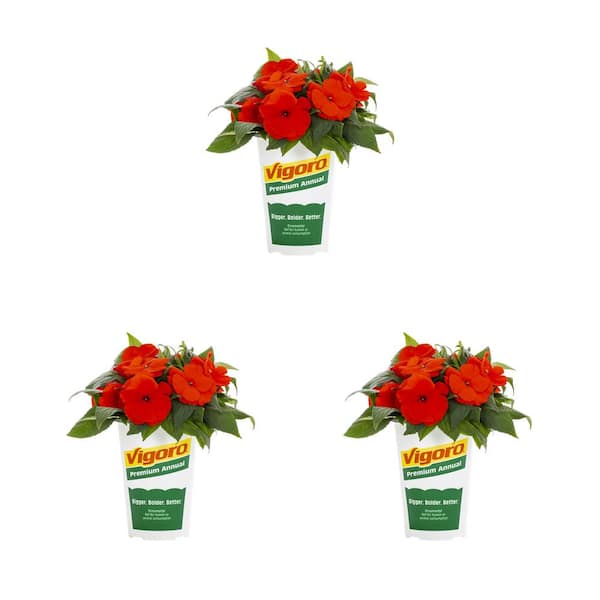 Vigoro 2 Qt. New Guinea Impatiens Magnum Orange Annual Plant (3-Pack)