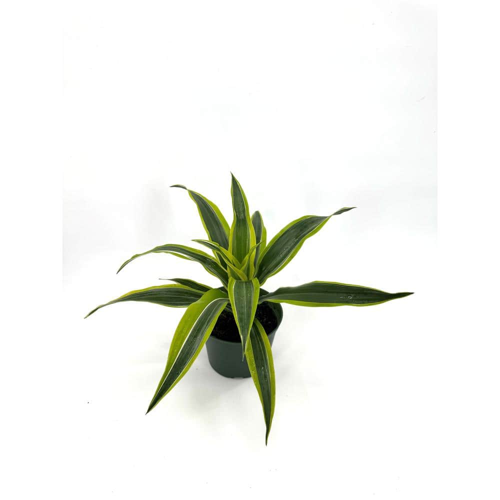 6 in. Dracaena Lemon Lime Plant in Grower Pot price history on PriceWatchPro