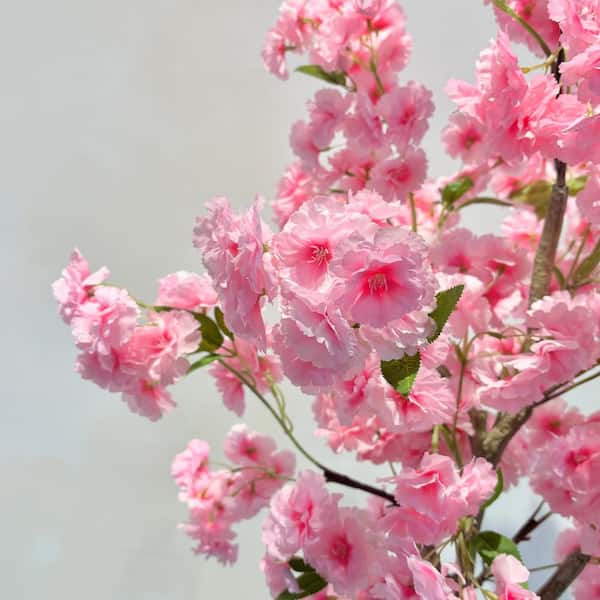 Milk‐tree♡ Variegated African Milk Tree – Plant Detectives
