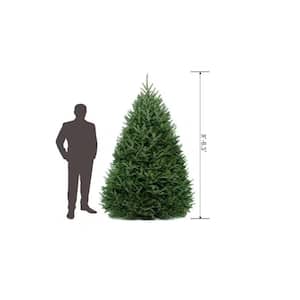 8 ft. to 8.5 ft. Freshly Cut Fraser Fir Live Christmas Tree