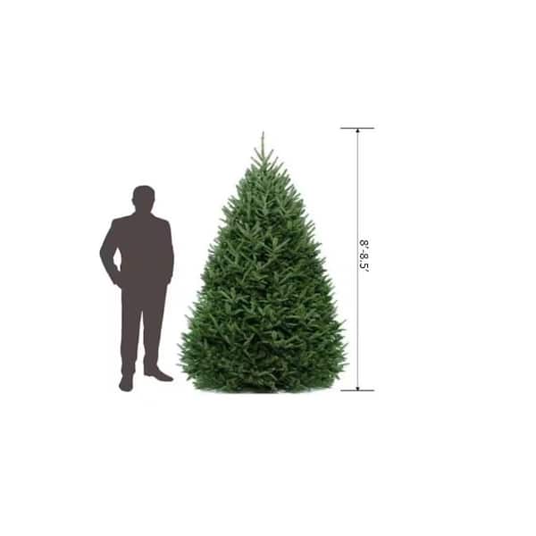 Unbranded 8 ft. to 8.5 ft. Freshly Cut Fraser Fir Live Christmas Tree