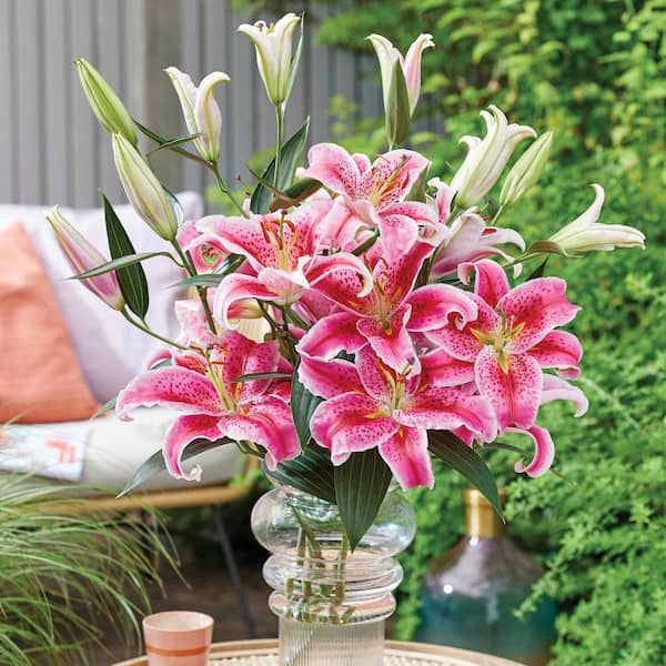 VAN ZYVERDEN Lilies Oriental Stargazer Bulbs (Pack of 7) 11351