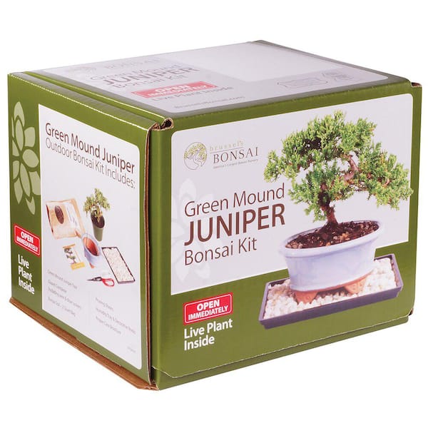 Brussel's Bonsai Juniper Bonsai Kit